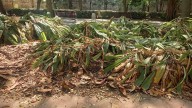 Abandono en el Jardín del Turia: juegos infantiles cerrados y arbolado y lagos en mal estado