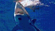 Gloucester shark sighting off Good Harbor Beach, Long Beach