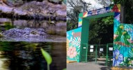 ¿Se robaron un cocodrilo de un zoológico en Veracruz?