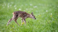 More than 20 deer 'humanely euthanized' by Department of Fish and Wildlife in Meade County