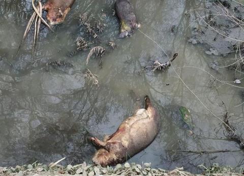 Mata a animales el agua del río Valles