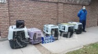 Allanamiento por maltrato animal: rescatan a cinco perros y seis gatos en deplorables condiciones