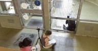 Apes can mentally track friends even when they’re hidden