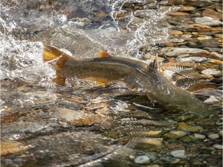 Friends of Fish Creek using 'electro-fishing' to survey trout numbers