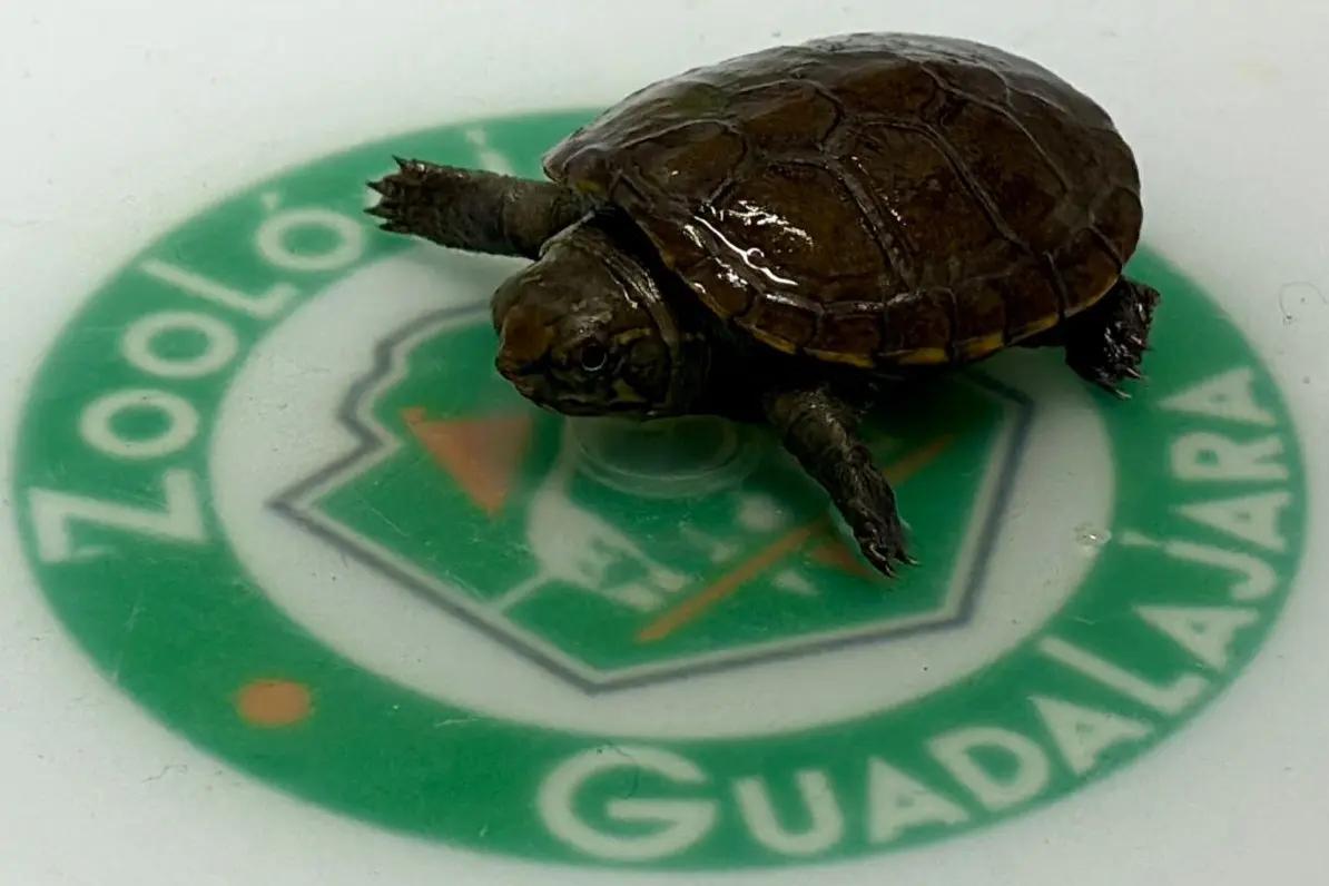 Casquito de Vallarta nace en Guadalajara; especie en peligro crítico de extinción