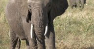 Memory in animals