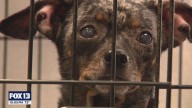 103 Chiweenies rescued from home in Auburn