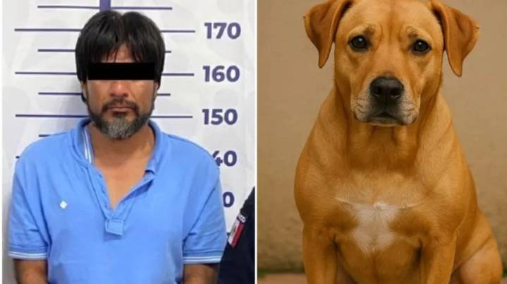 Perrita Kia muere defendiendo a su dueña de un ataque con cu...