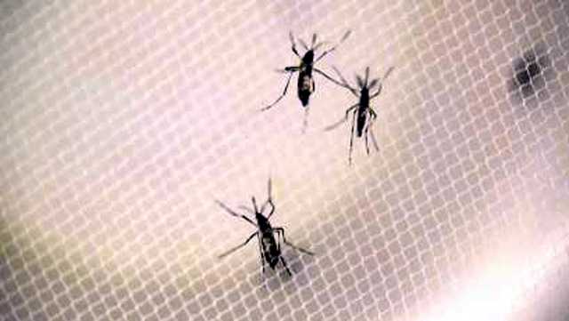 More mosquitoes carrying West Nile found in Floyd County