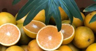 Del café a las naranjas: Kivinaki llega a Europa con cítricos orgánicos de Chanchamayo