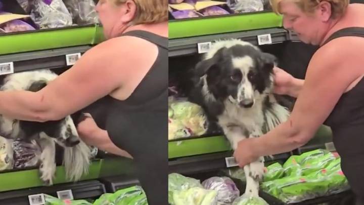 Imágenes virales de un perro en un supermercado que despiertan un intenso debate en internet por esta insólita razón