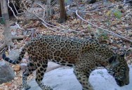 En seis años aumenta población del Jaguar en 10% en México