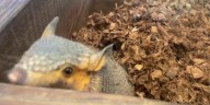 Hattiesburg Zoo issues ‘adorable alert’ for Birk the screaming hairy armadillo
