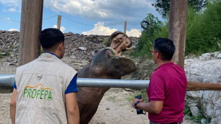 Profepa aseguró animales exóticos sin permisos en Hidalgo