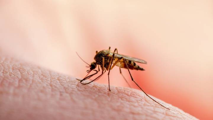 El creciente problema de los mosquitos en Las Vegas es una “bomba de tiempo”