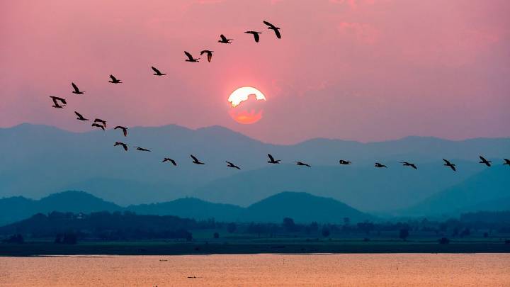 How Do Birds Know When to Fly South and Where to Go?