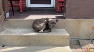 Scared Puppy Waits On A Missouri Porch Until Kindness Finally Reaches Her