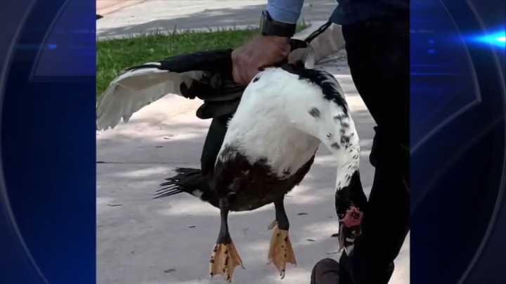 University of Miami students call for action after beloved campus duck seen on video being attacked
