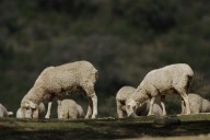 Veterinarios destacan la labor del profesional de explotación en brotes de lengua azul