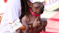 Petunia es coronada como el perro más feo del mundo de 2025