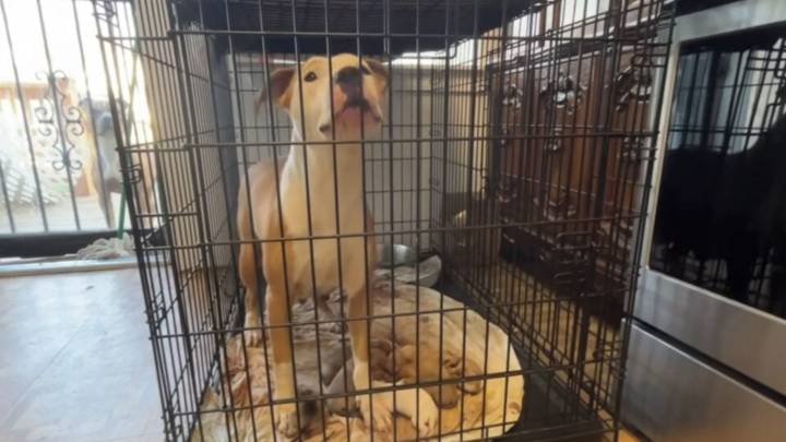 Surprised Missouri Senior Turns To Rescuers When Dog She Cares For Has Ten Puppies