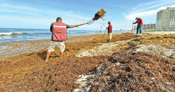 Sargazo domina el caribe mexicano