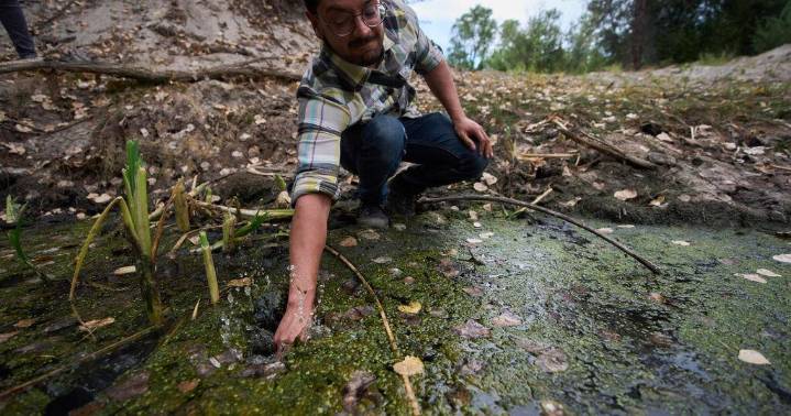A native frog is heard again in Southern California thanks to help from Mexico, AI