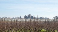 Aragón recibe 21,5 millones en indemnizaciones por daños en cultivos herbáceos