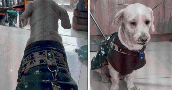 Dueño dejó a su perrito en peluquería canina en Comas y nunca regresó: había dejado falso número a veterinario