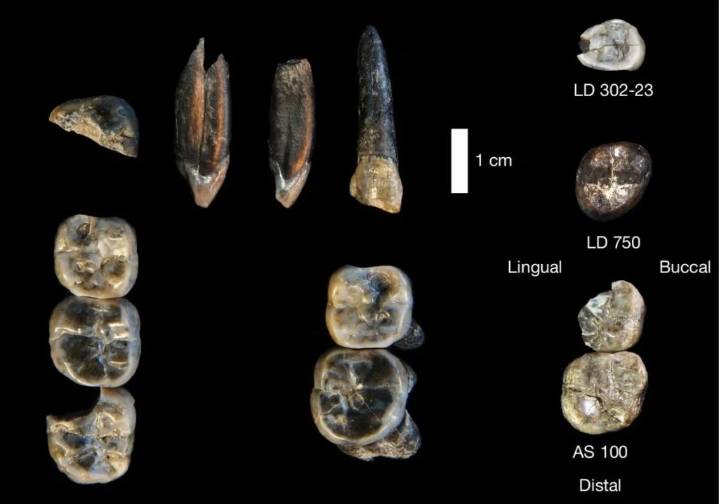 Hallaron una nueva especie de Australopithecus que coexistió con los primeros Homo