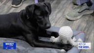 WENY's Pet of the Week: Energetic Pup Gannon Looking for a Home