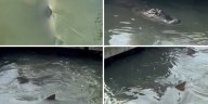 Watch: Viral encounter of an alligator meeting sharks along South Carolina dock