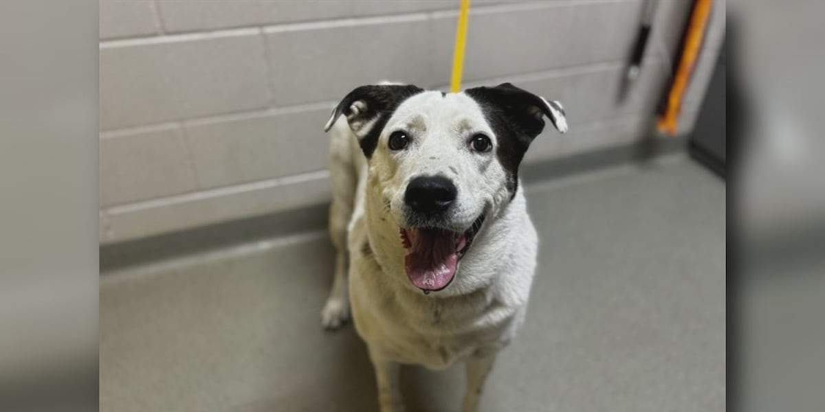 Meet Sage, a sweet gal looking for her fur
