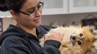Será Nayarit sede del primer Congreso Nacional de Mujeres Veterinarias