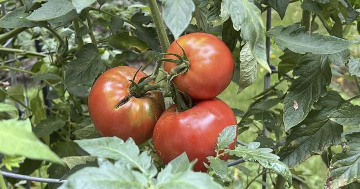 How to tell when your garden veggies are ripe for harvesting |