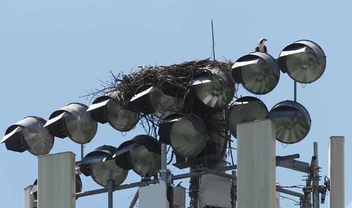 Ospreys nesting on stadium light pole disrupts Minnesota high school’s fall sports season
