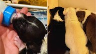 Three Newborn Puppies Discovered Abandoned Inside A South Dakota Dumpster
