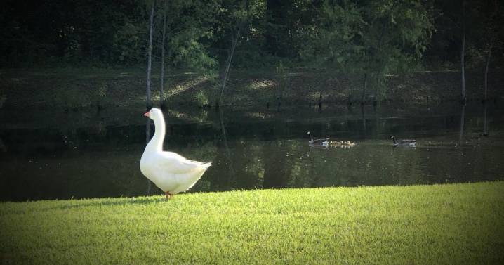 How a one-eyed goose turned a Baton Rouge neighborhood into a family