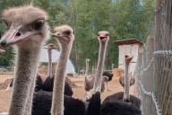 Edgewood ostriches don't deserve to die: Animal Justice