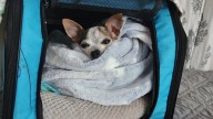 Returned Days After Adoption, Senior Chihuahua Finds His Happily Ever After In California