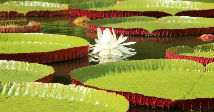 The beautiful giant waterlilies kids can see all summer in London
