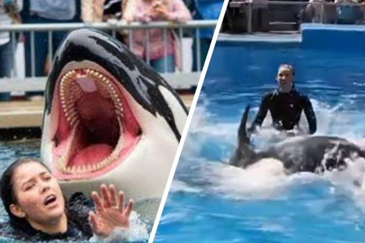 Was Orca trainer Jessica Radcliffe really killed by a killer whale? The truth about the viral story (Video)