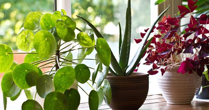 Five houseplants that can make your home feel cooler in UK heatwave