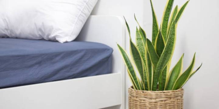 Esta planta no puede faltar en tu hogar, según experta: purifica el aire, decora cualquier espacio y requiere pocos cuidados