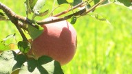 Capital Region apple picking opening dates