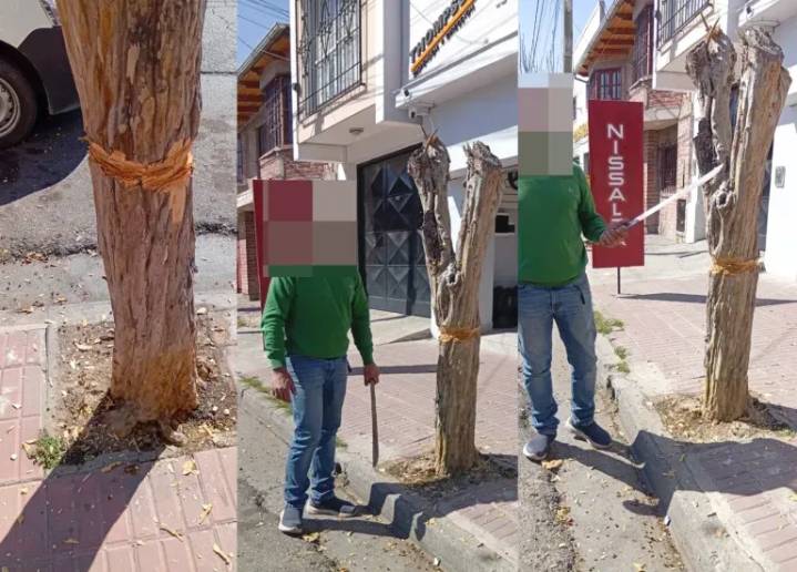 ¡In fraganti! Macheteaban un árbol y los multaron