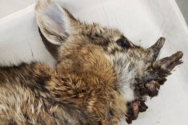 NM Game and Fish says viral 'horned rabbits'  possible in state