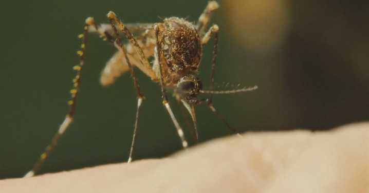 Reducing risk of serious mosquito