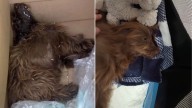 California Rescuers Find Disabled Pup In Heartbreaking Condition And Spring Into Action