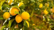 Paso a paso: cómo proteger el limonero del frío para que no se dañe